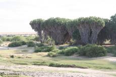 IMG 7683-Kenya, river trees at Tsavo East